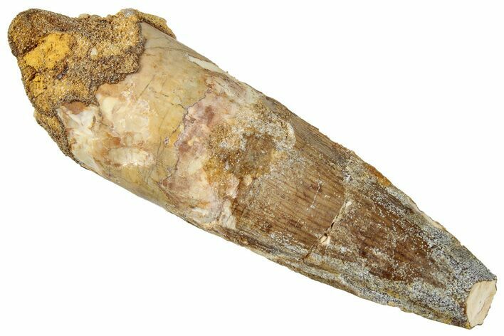 Bargain, Fossil Spinosaurus Tooth - Real Dinosaur Tooth #326266